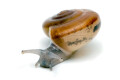 Cryptozona siamensis Thailand type 1 juvenil
